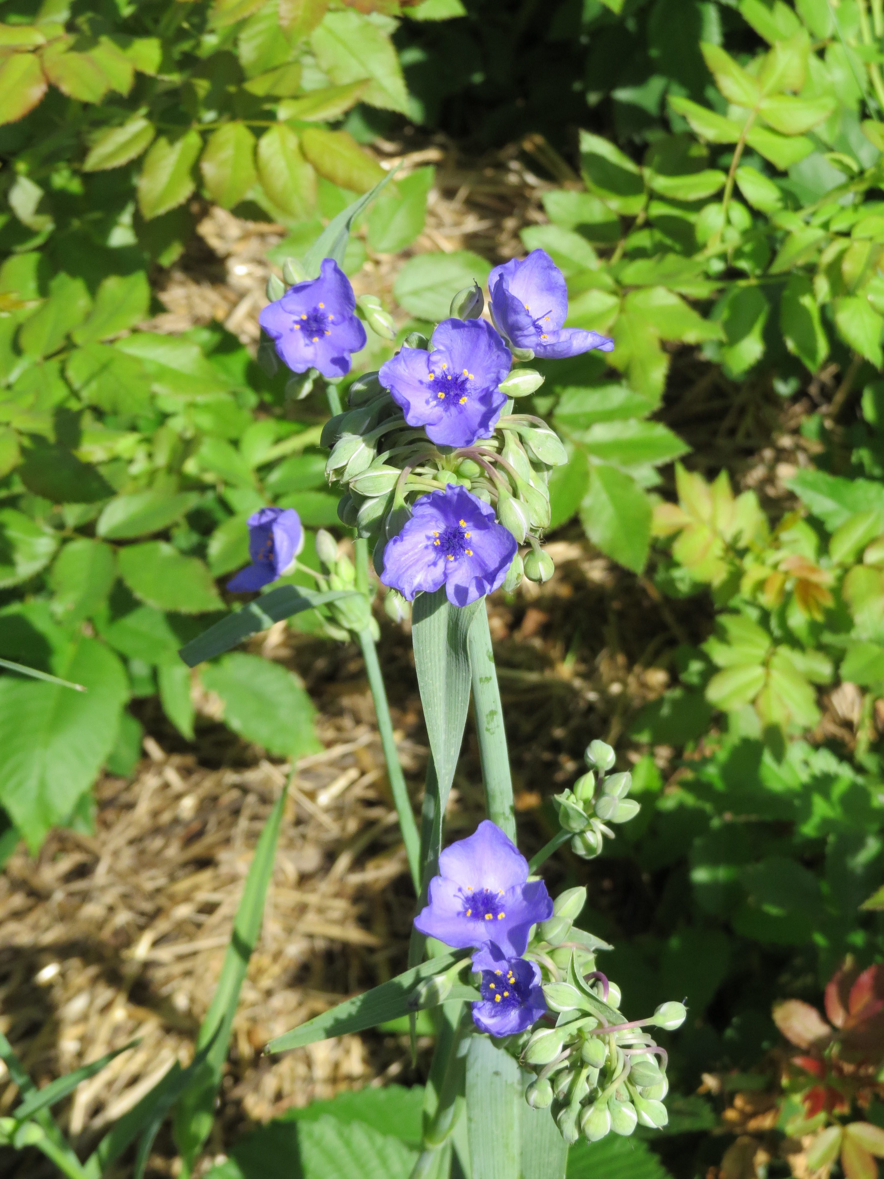 Flowers Surrounding Little Free Library - Minnesota