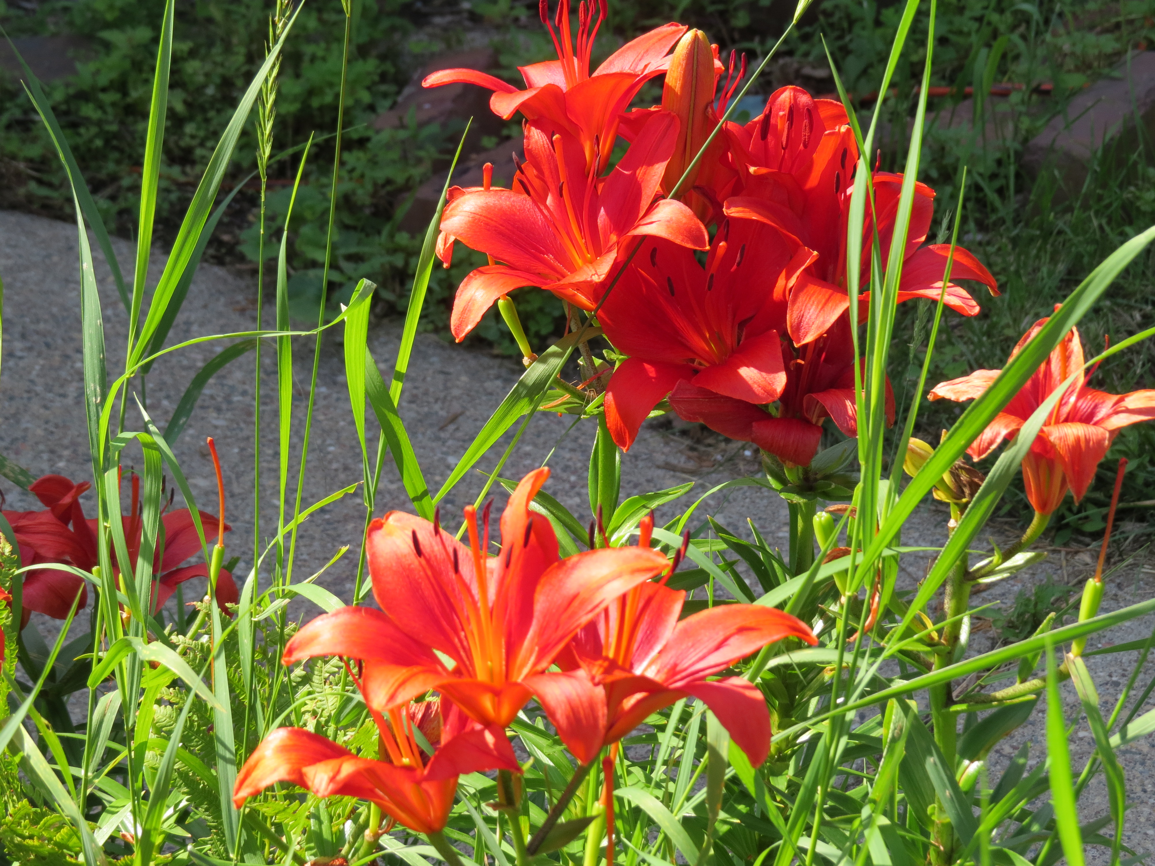 Flowers Surrounding Little Free Library - Minnesota