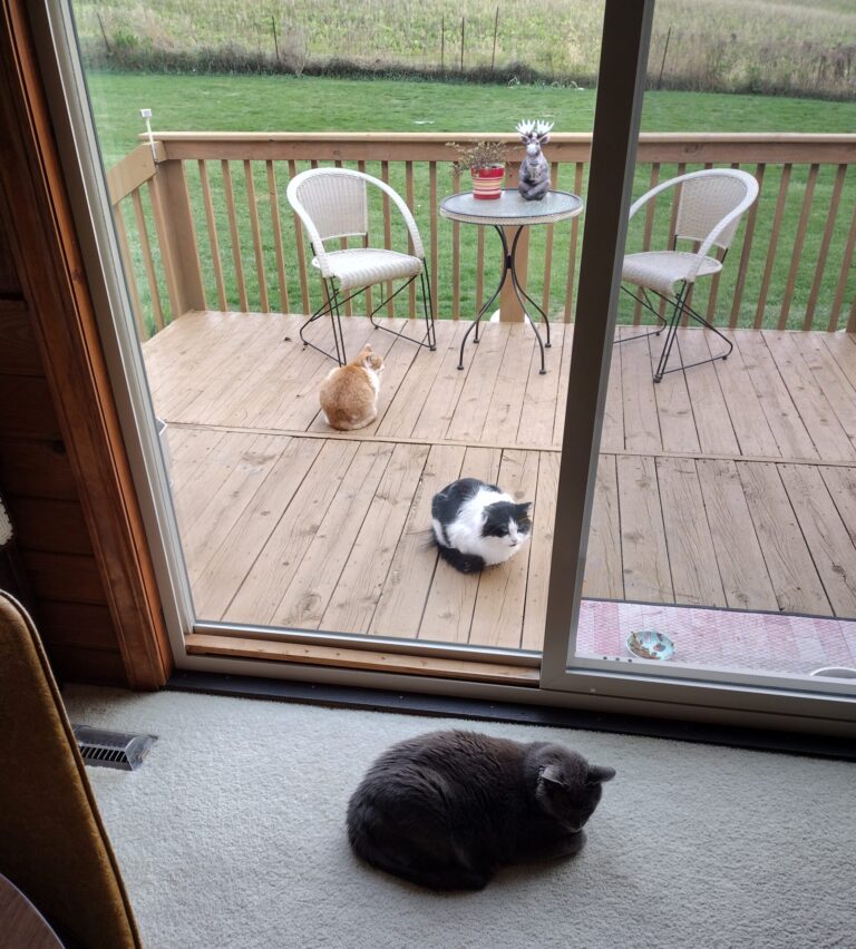 International Cat Day